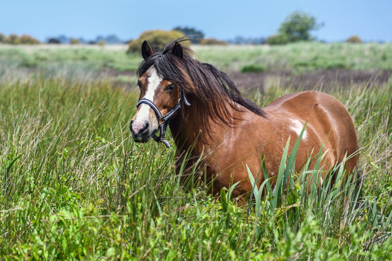 Nikon D500 sample photo. Pony, marsh, freedom photography