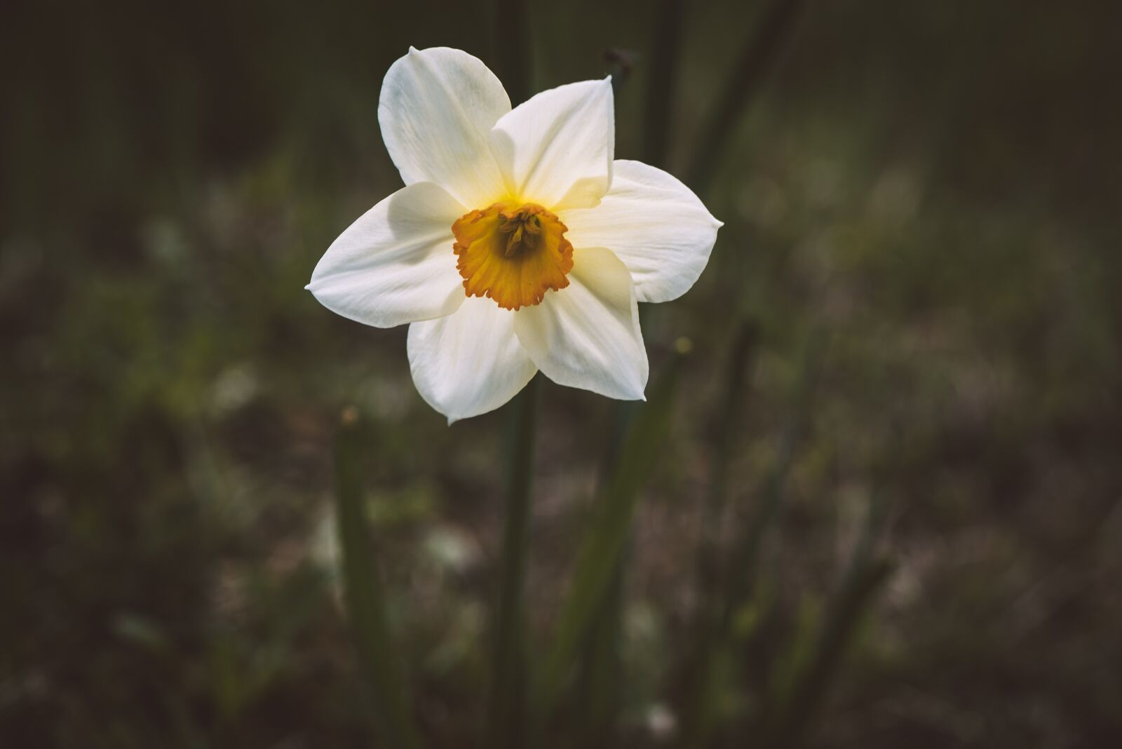 Nikon D750 sample photo. Narcissus, flower, spring photography