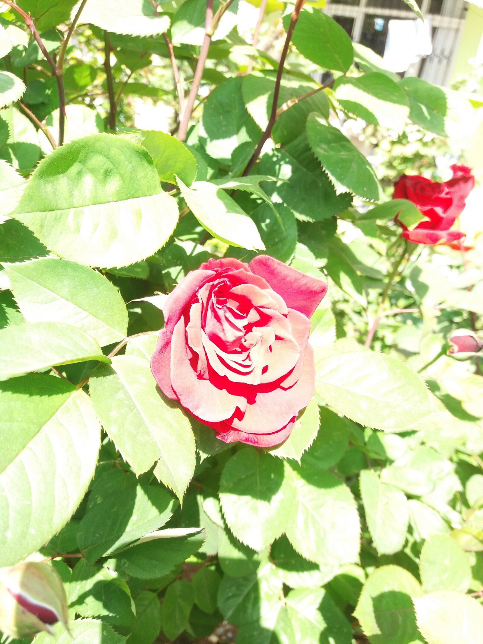 Samsung Galaxy J5(2016) sample photo. Rose, nature, flower photography