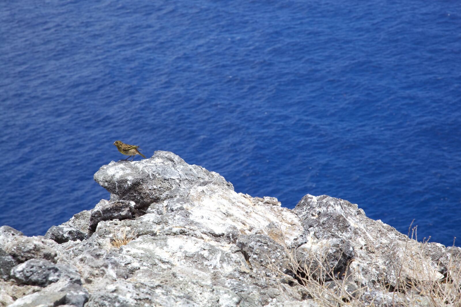Canon EOS 5D Mark II sample photo. Nihoa, millerbird, shore, rocks photography