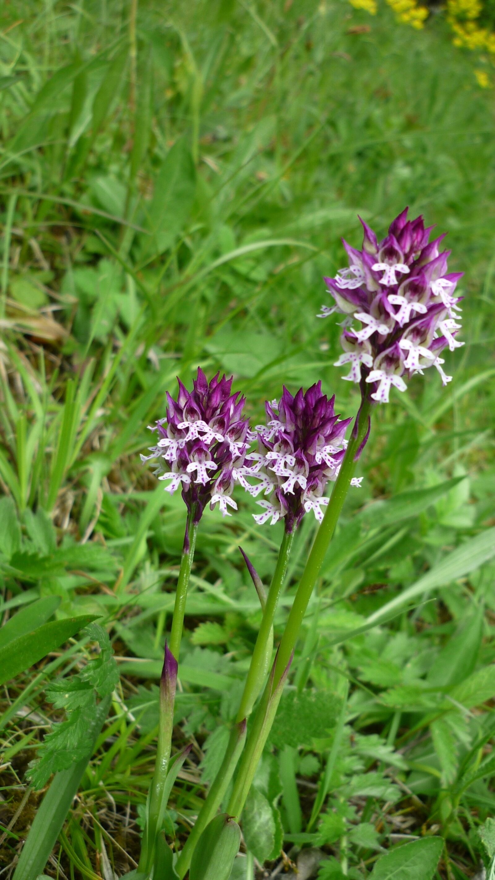 Panasonic Lumix DMC-FS6 sample photo. Orchis ustulata, brand boys photography
