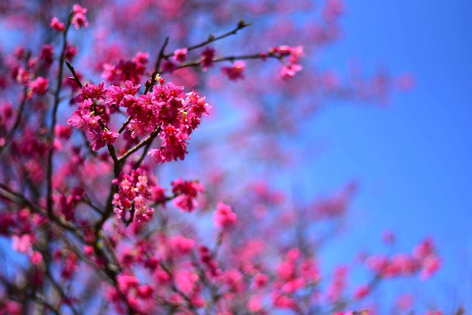 Nikon D750 sample photo. Plant, flower, cherry blossom photography