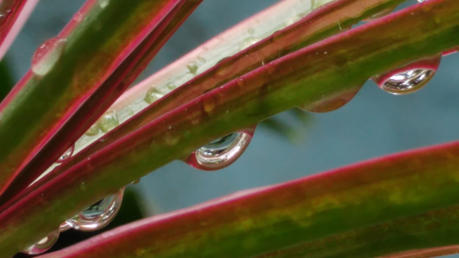 LG G5 sample photo. Rain drops, h2o, wet photography