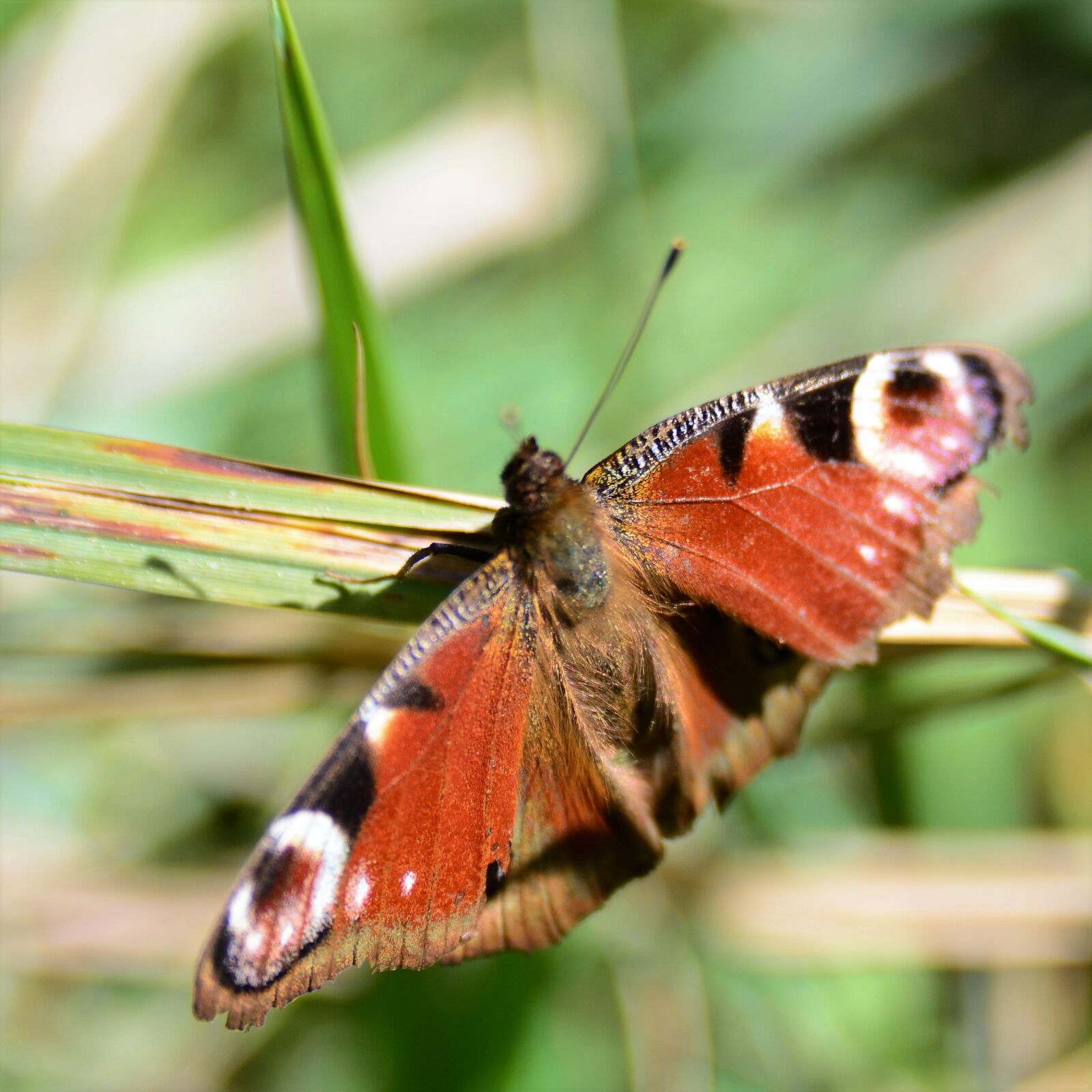 Nikon D7000 sample photo. Peacock butterfly, butterfly, nature photography