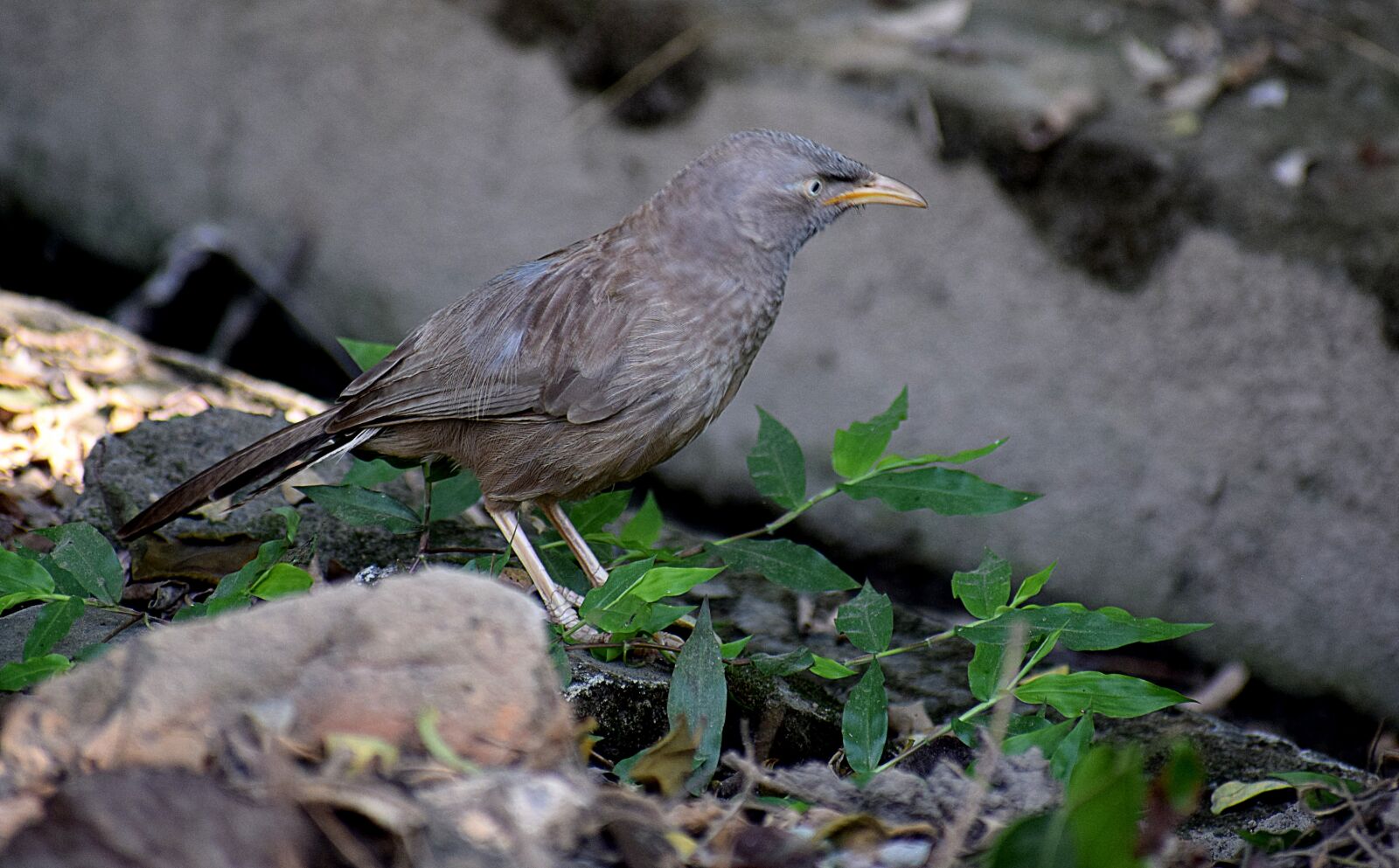 Nikon D3300 sample photo. Birds, nature, natural photography