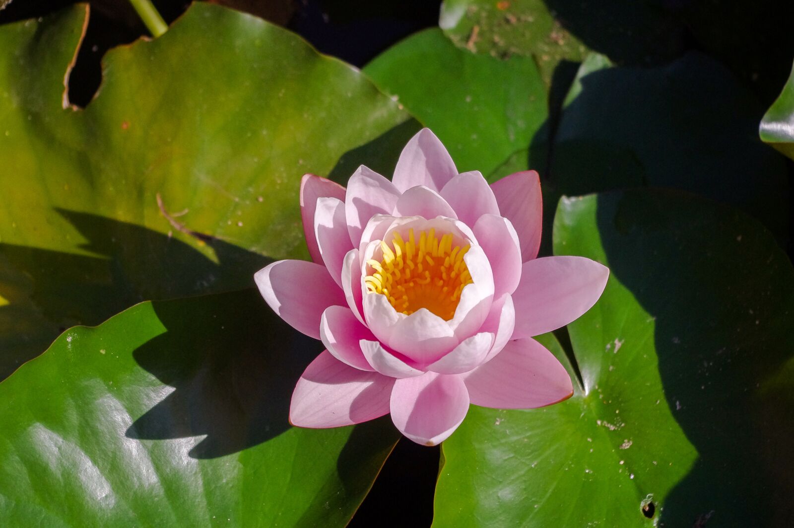 smc PENTAX-DA L 18-55mm F3.5-5.6 sample photo. Plant, pond, flower photography