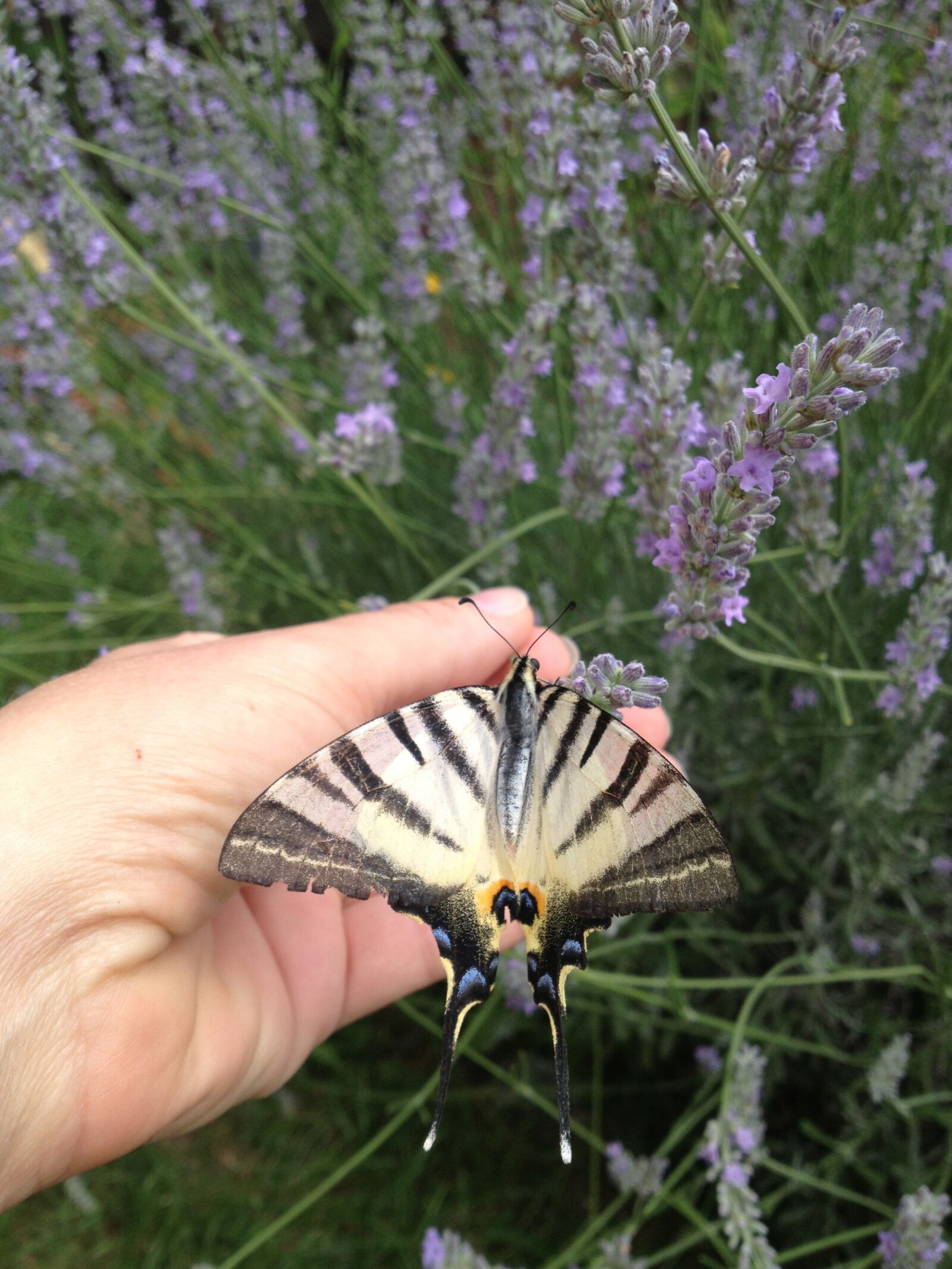Apple iPhone 4S sample photo. Butterfly, flower, animal photography