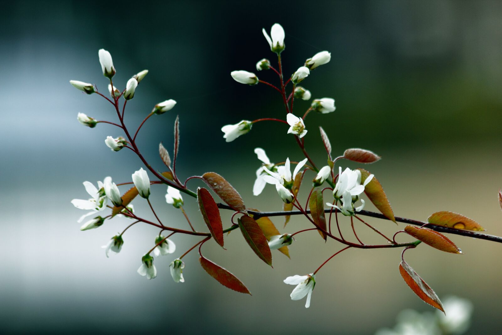 Canon EOS 550D (EOS Rebel T2i / EOS Kiss X4) sample photo. Bloom, blooming, blossom, blossoming photography