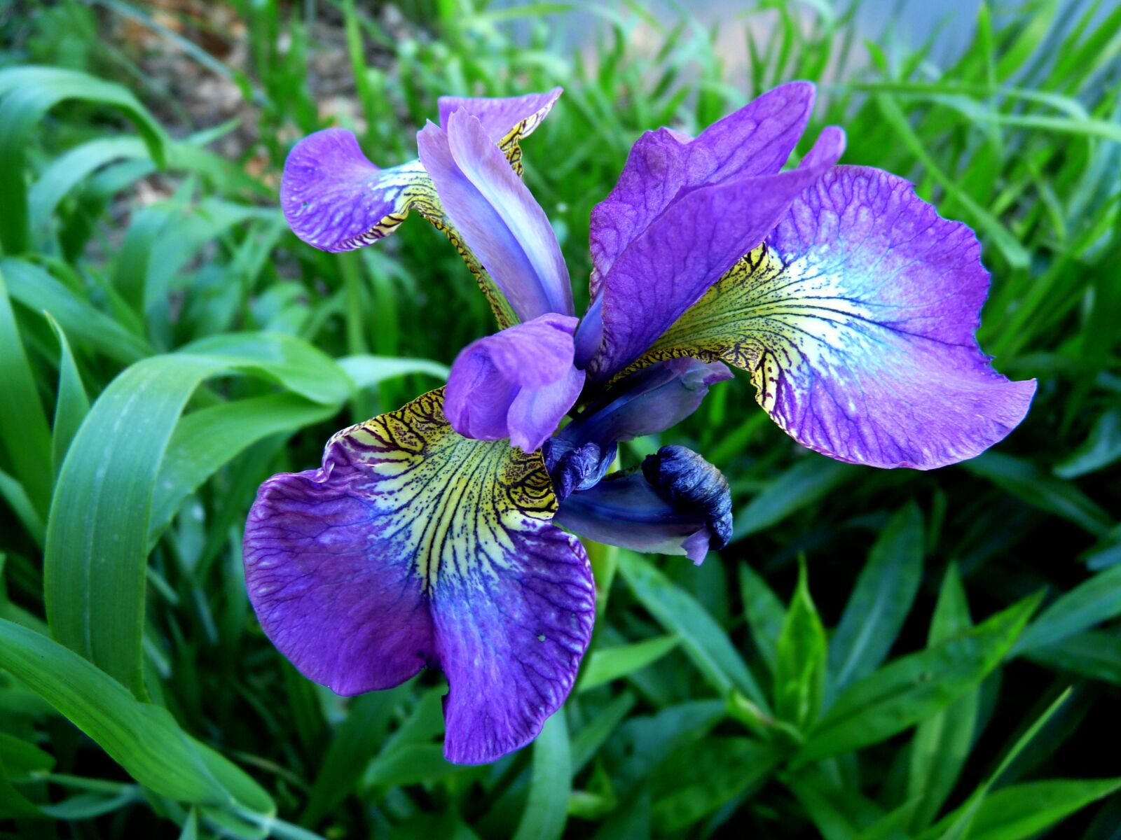 Panasonic DMC-FZ18 sample photo. Parma, violet, flower photography