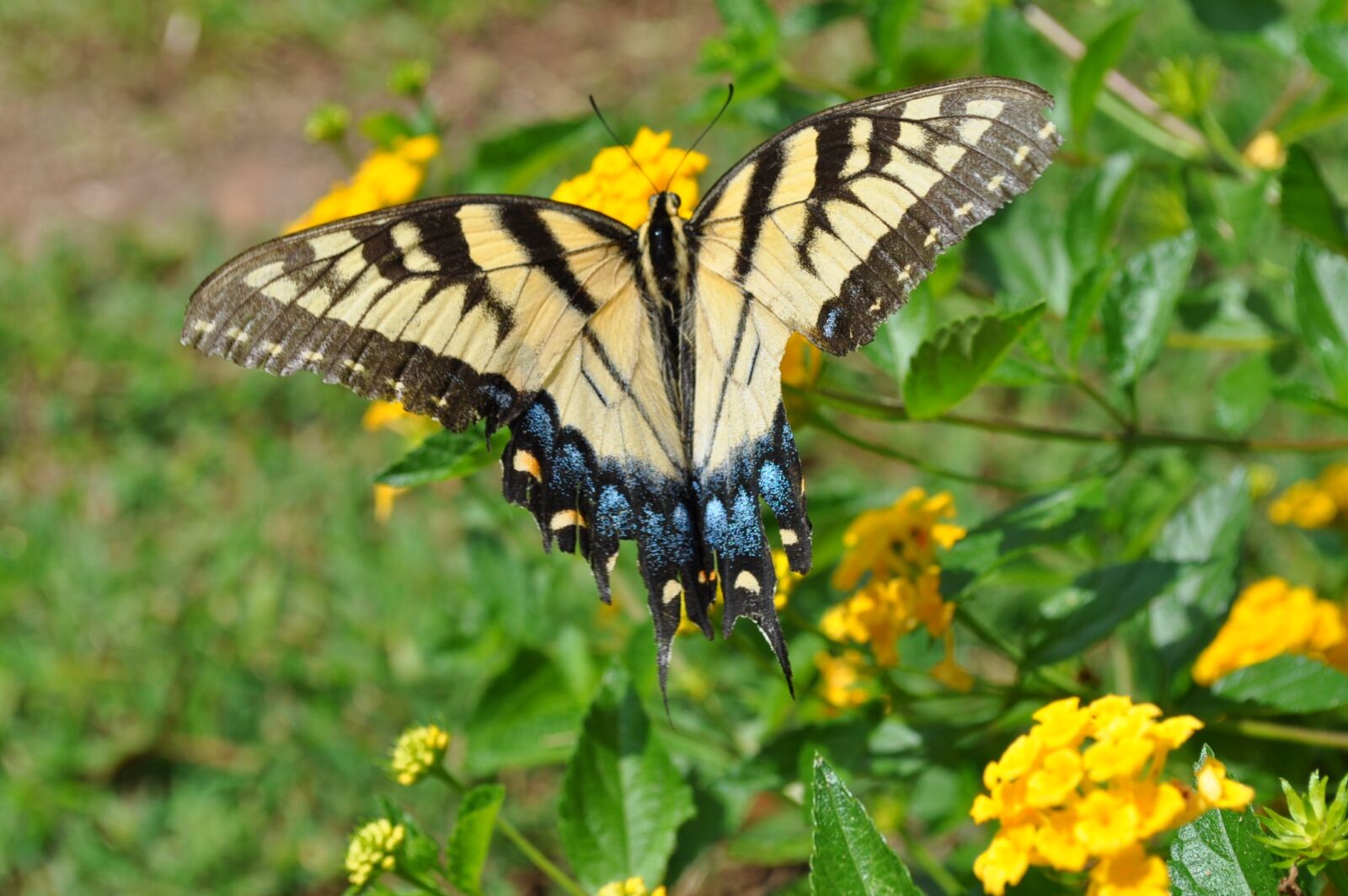 Nikon D5000 sample photo. Floral, butterfly, flower photography