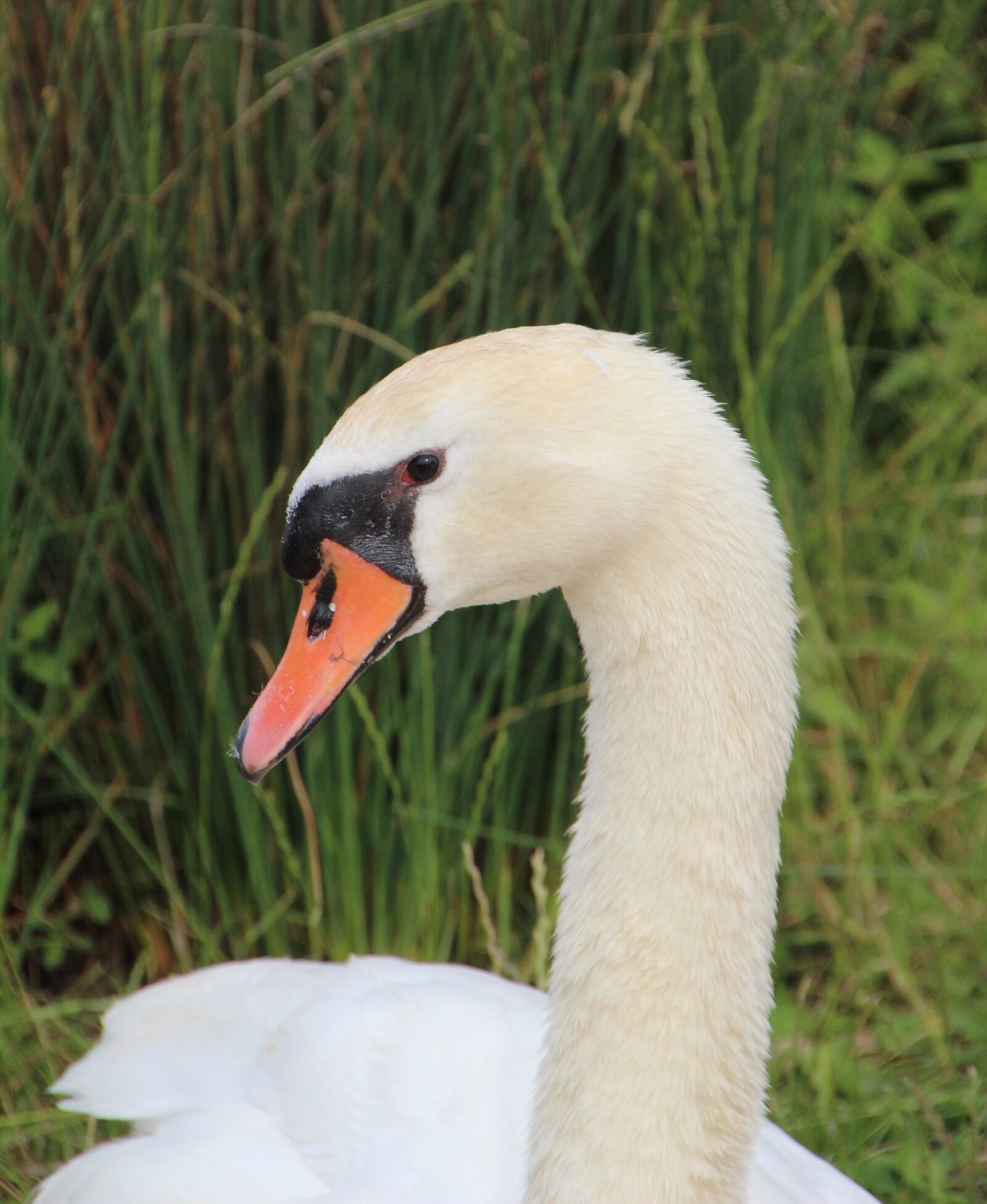 Canon EOS 600D (Rebel EOS T3i / EOS Kiss X5) sample photo. Swan, mute swan, bird photography