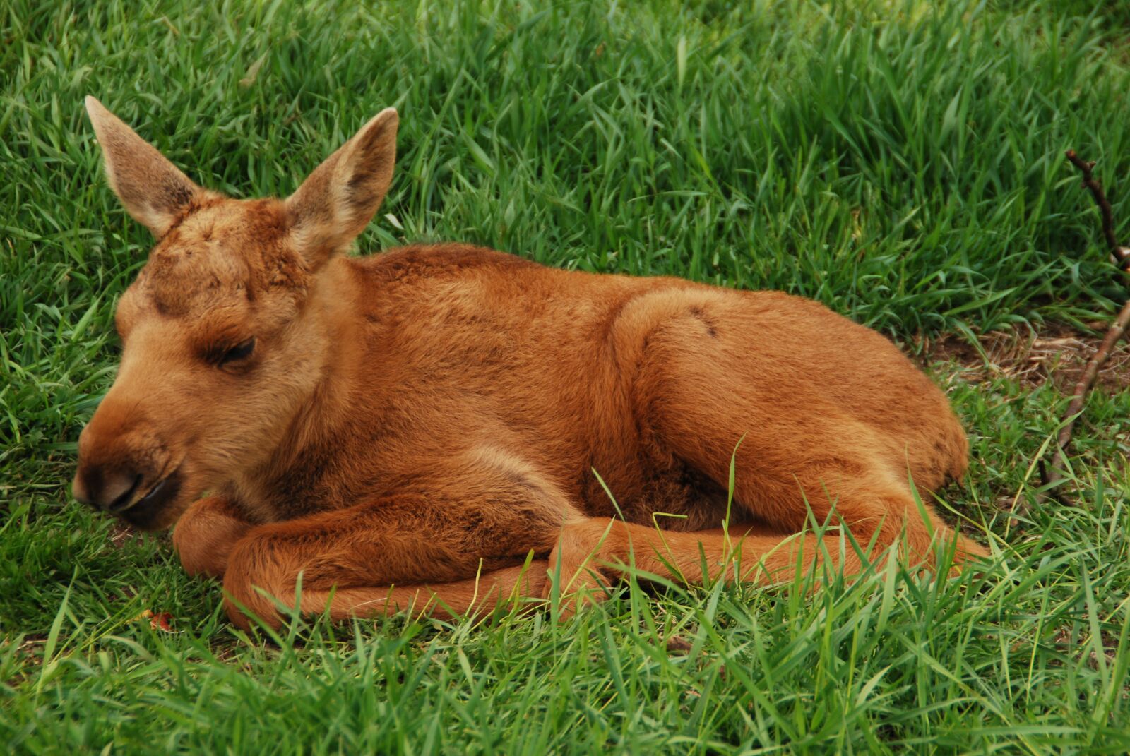 Nikon D60 sample photo. Moose, young, sweden photography