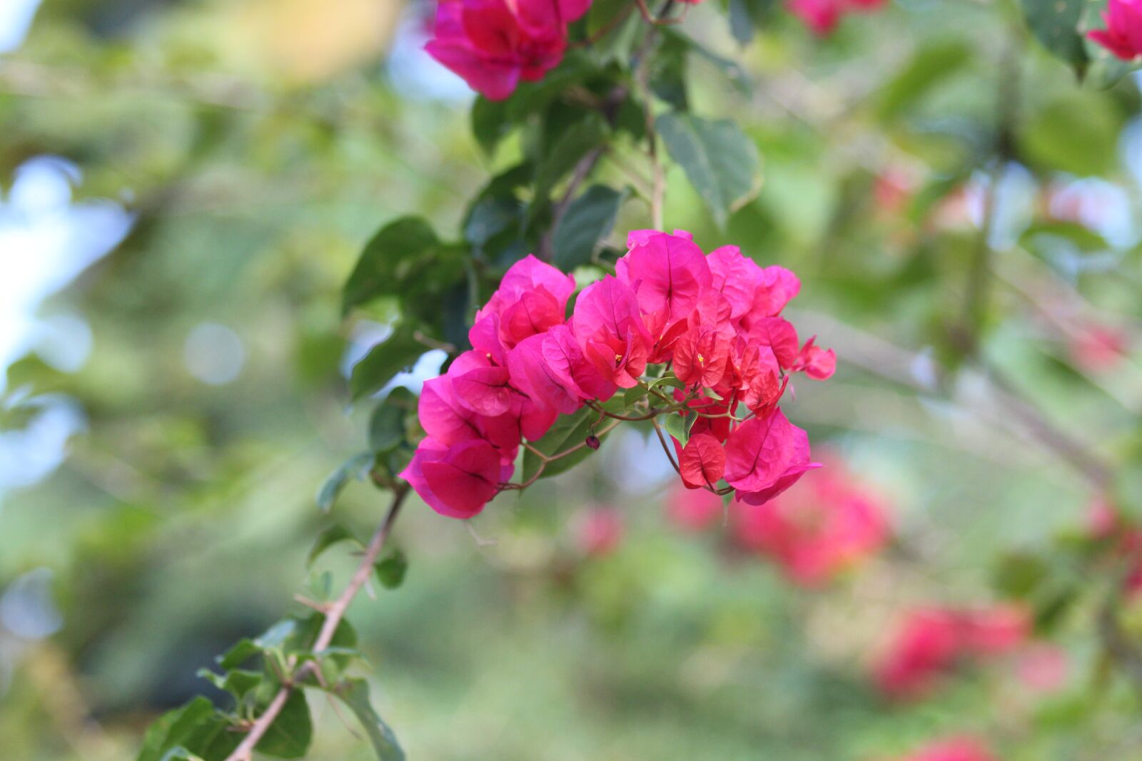 Canon EOS 650D (EOS Rebel T4i / EOS Kiss X6i) sample photo. Bougainvillea, pink flowers, flowering photography