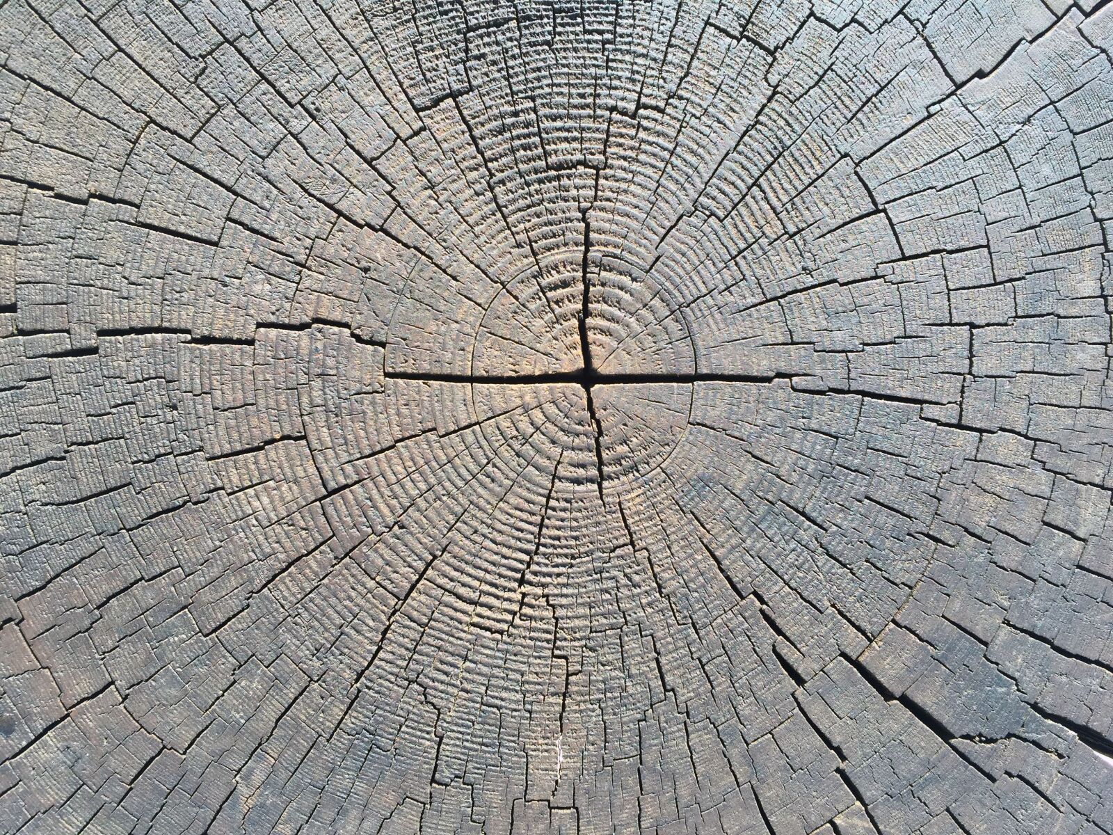 iPhone 6 Plus back camera 4.15mm f/2.2 sample photo. Crosscut, wood, grain photography