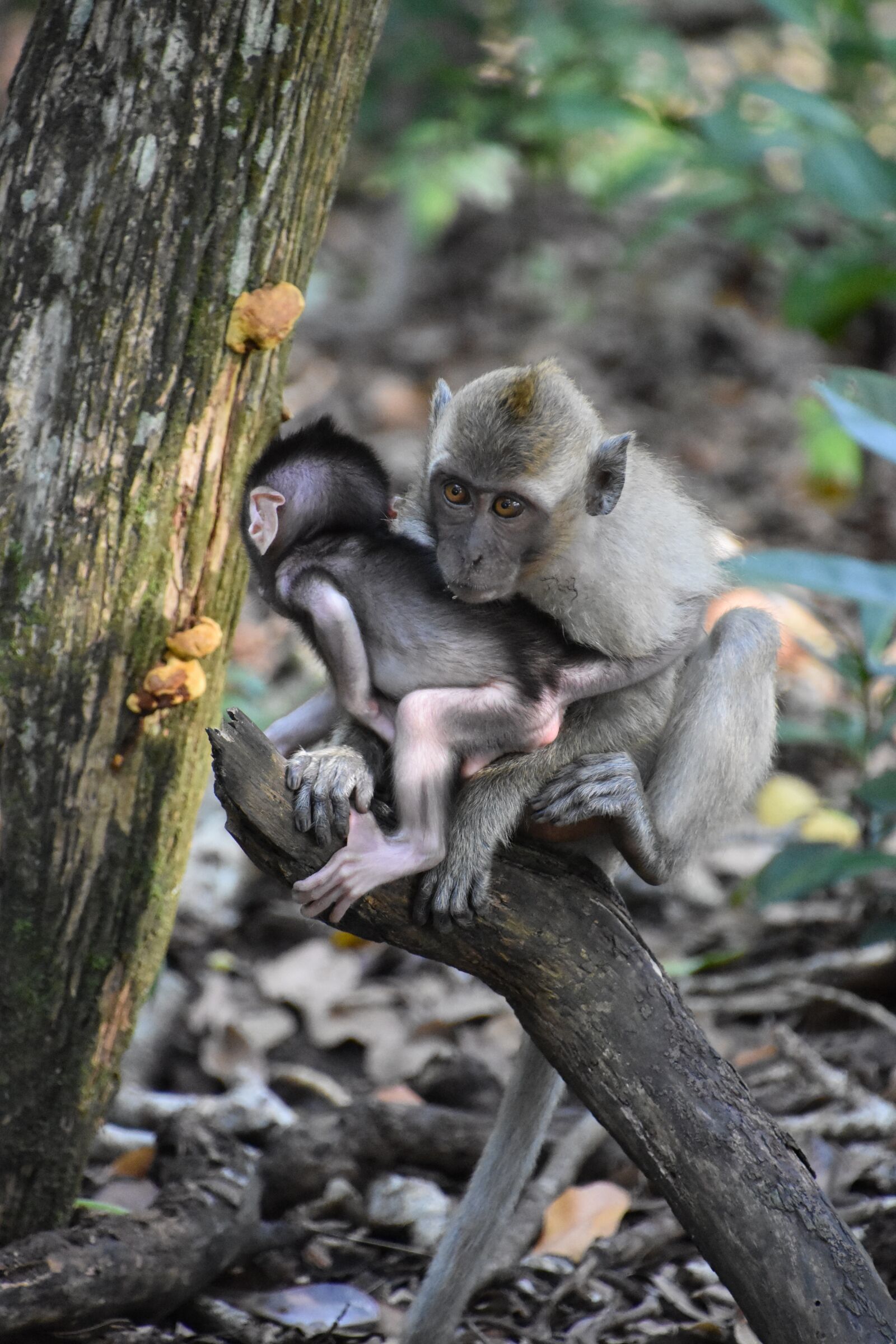 Nikon D7200 sample photo. Indonesia, monkey, nature photography