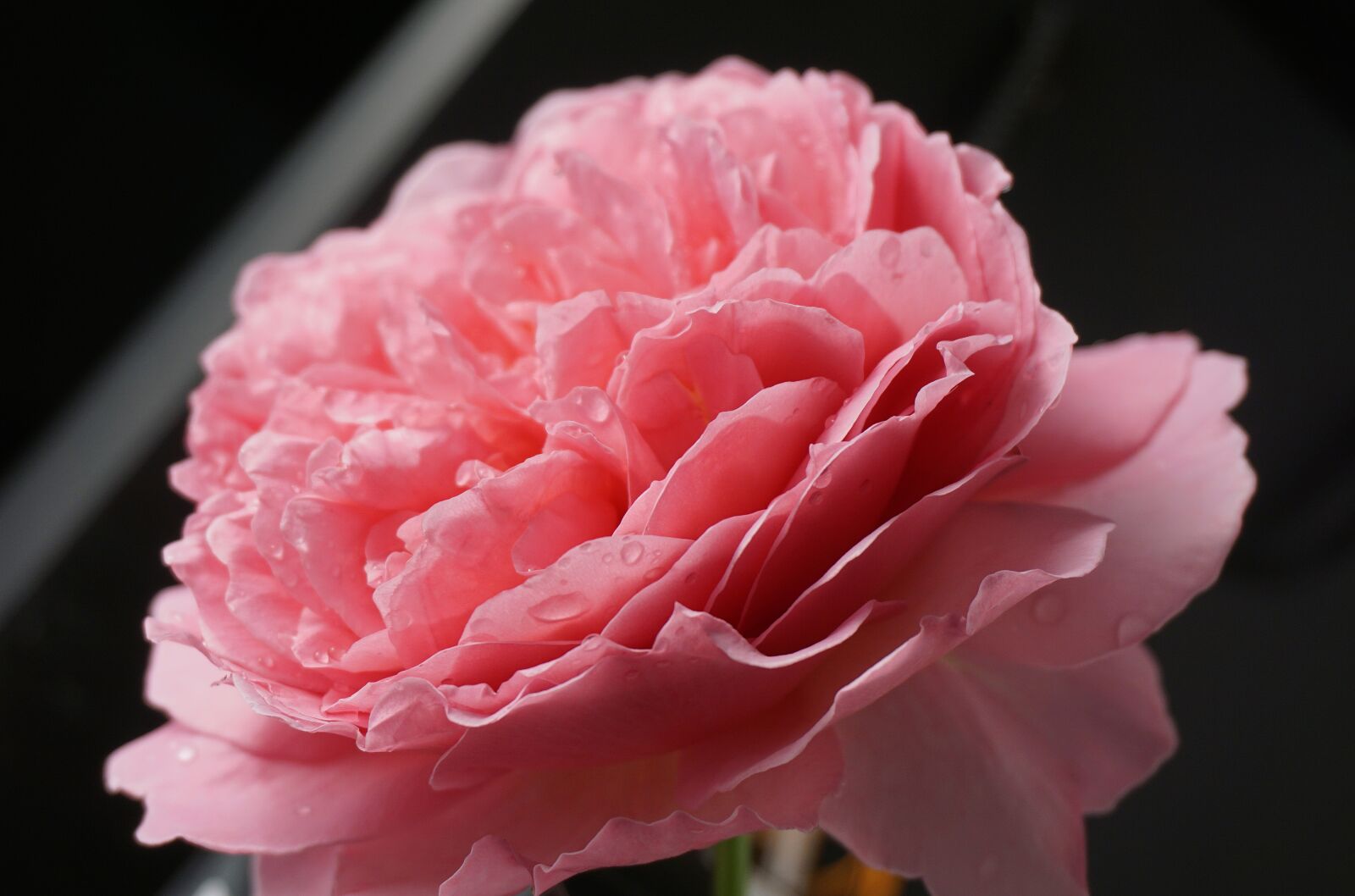 Sony a6000 sample photo. Nature, flower, rose photography