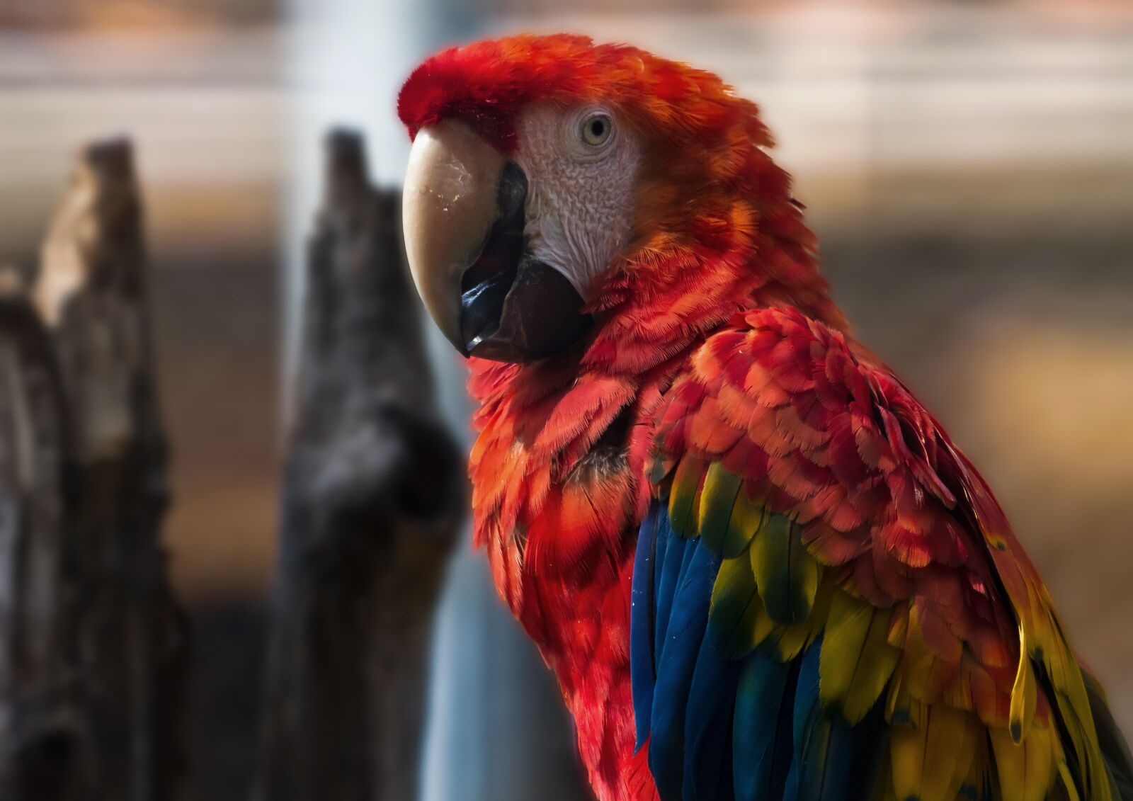 Canon EOS 60D + Canon EF 70-300mm F4-5.6L IS USM sample photo. Zoo, parrot, colorful photography