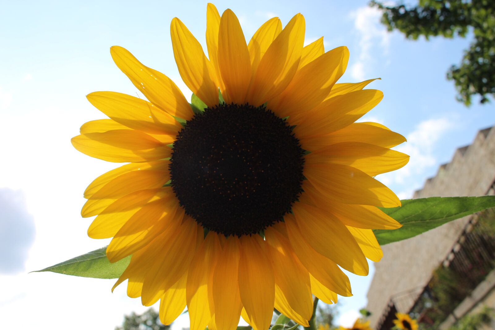 Canon EOS 700D (EOS Rebel T5i / EOS Kiss X7i) sample photo. Sunflower, sky, sun photography