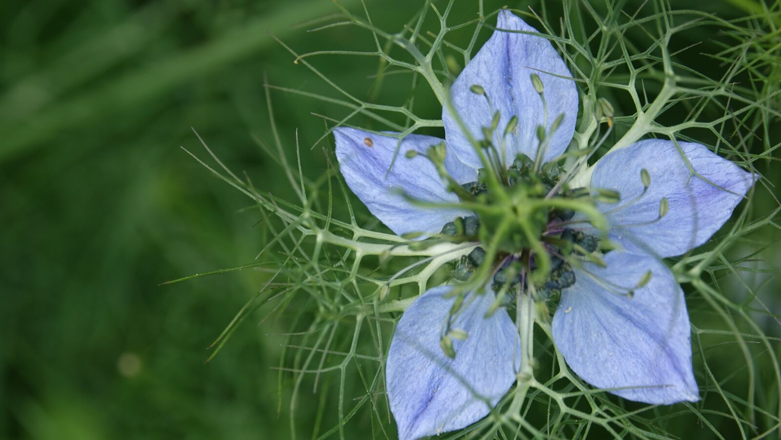 Sony Cyber-shot DSC-RX10 III sample photo. Damascus nigella, flower, nature photography