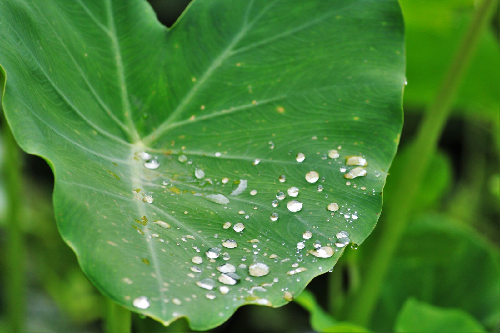 Canon EOS 700D (EOS Rebel T5i / EOS Kiss X7i) sample photo. Close, up, of, water photography