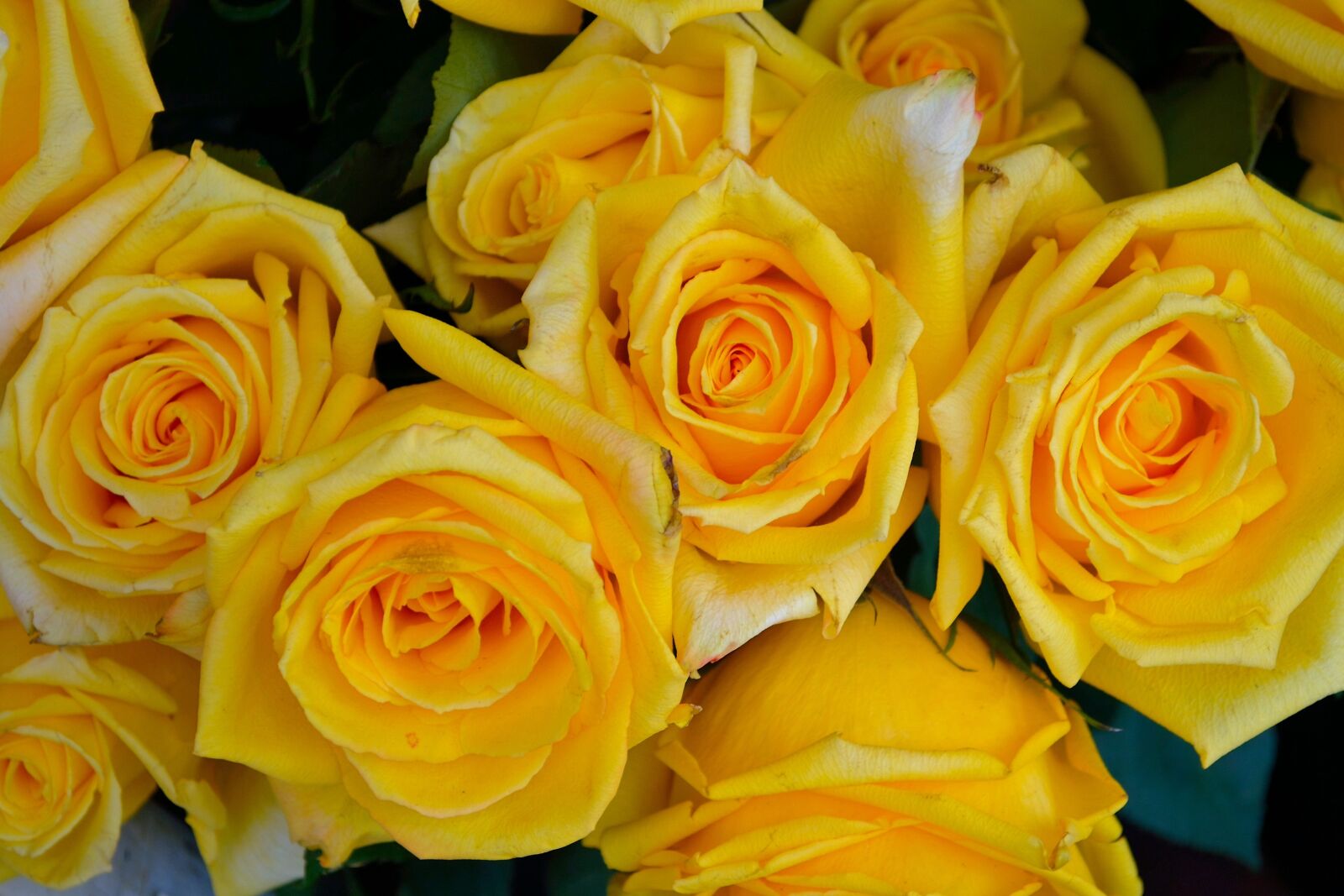 Nikon D3100 sample photo. Yellow roses, flowers, floral photography