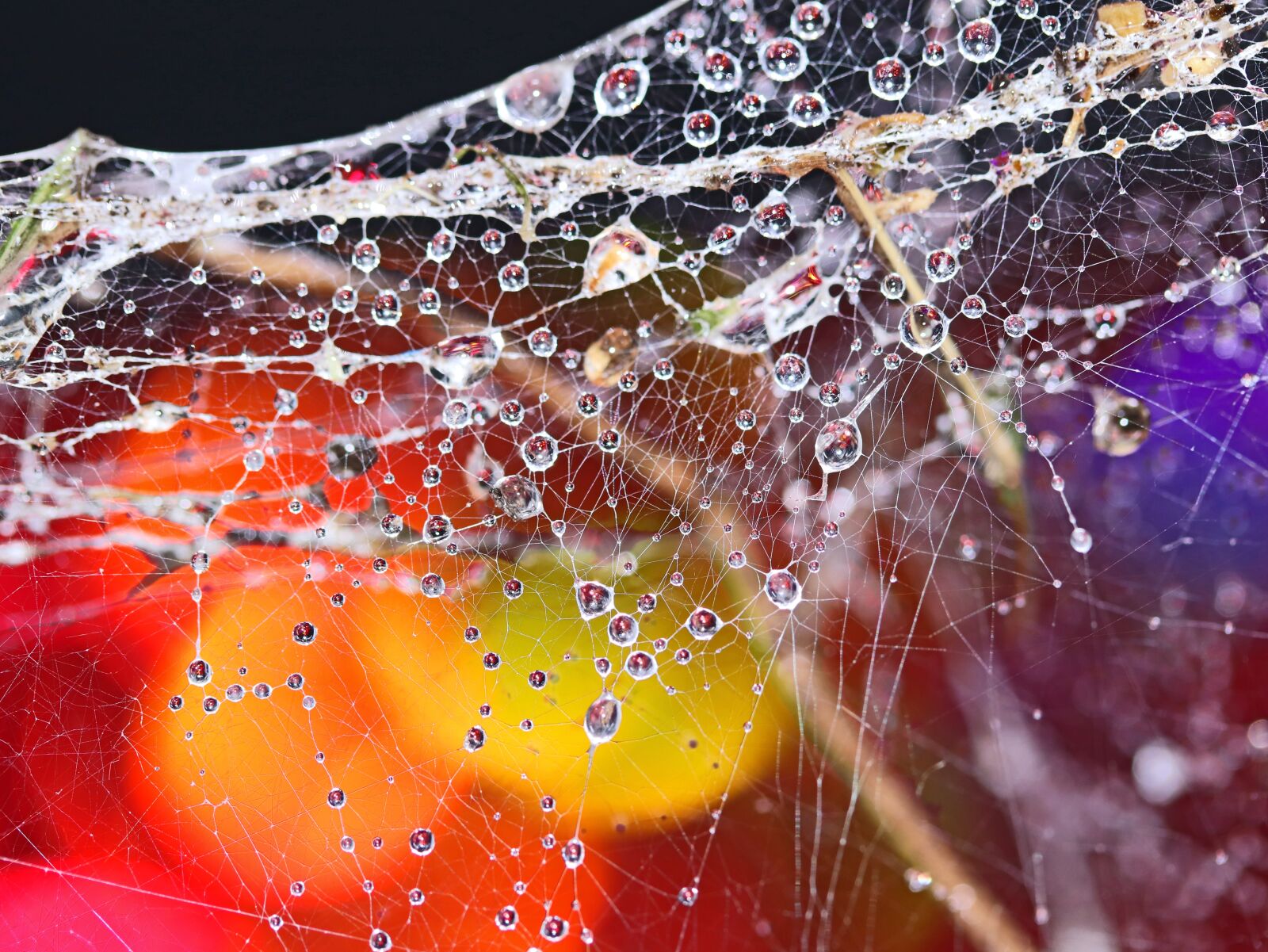 Canon EOS 800D (EOS Rebel T7i / EOS Kiss X9i) + Canon EF-S 60mm F2.8 Macro USM sample photo. Cobwebs, waterdrops, refraction photography