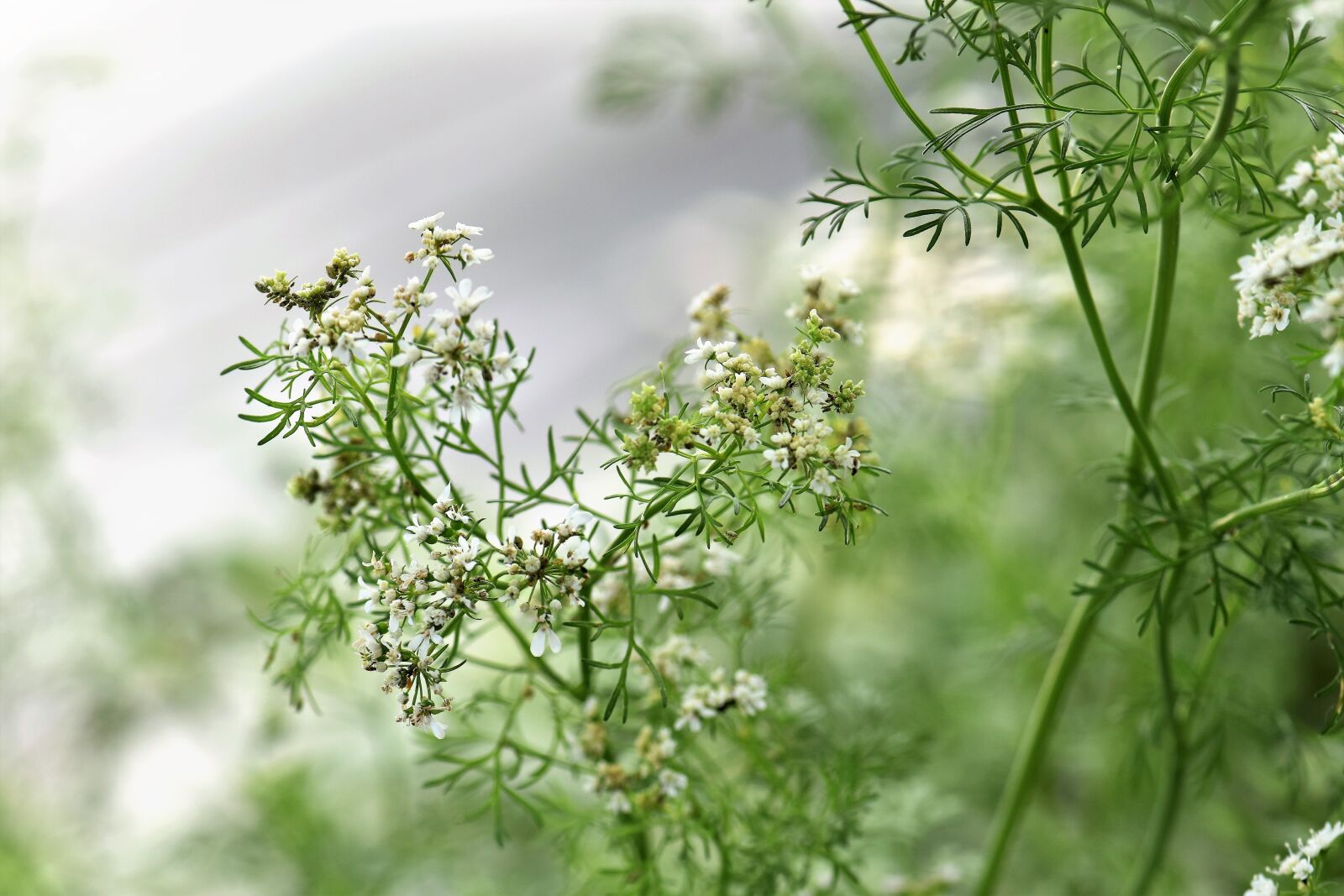 Nikon D5500 sample photo. Coriander, herb, spice photography