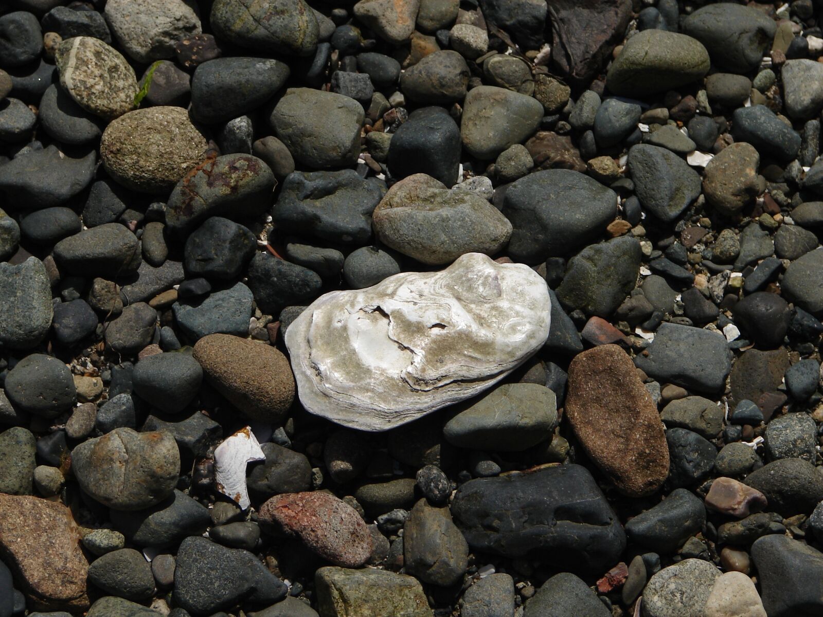 Sony DSC-H1 sample photo. Ocean, shell, seaside photography