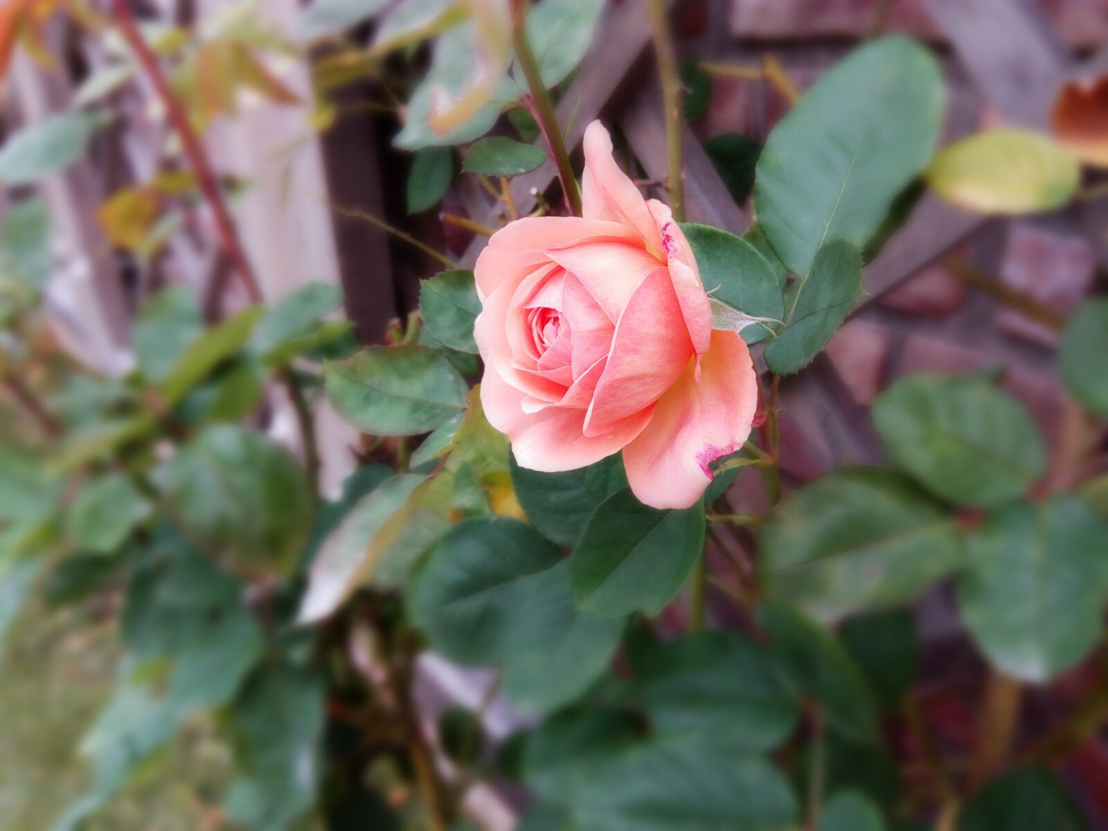 HUAWEI Y6 PRO sample photo. Rose, flower, garden plant photography