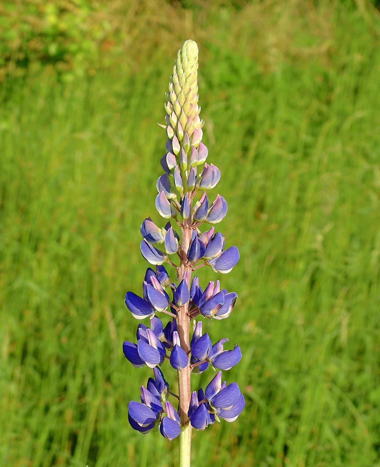 Nikon Coolpix P900 sample photo. Flowers wildflowers, meadow, spring photography