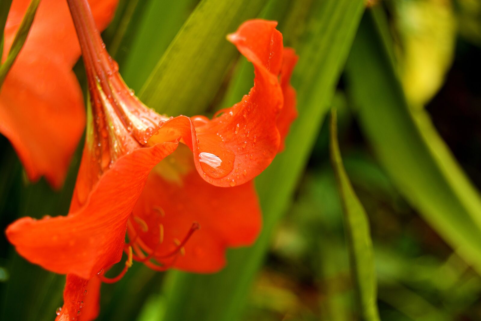 Nikon D5200 sample photo. Flower, plant, garden photography