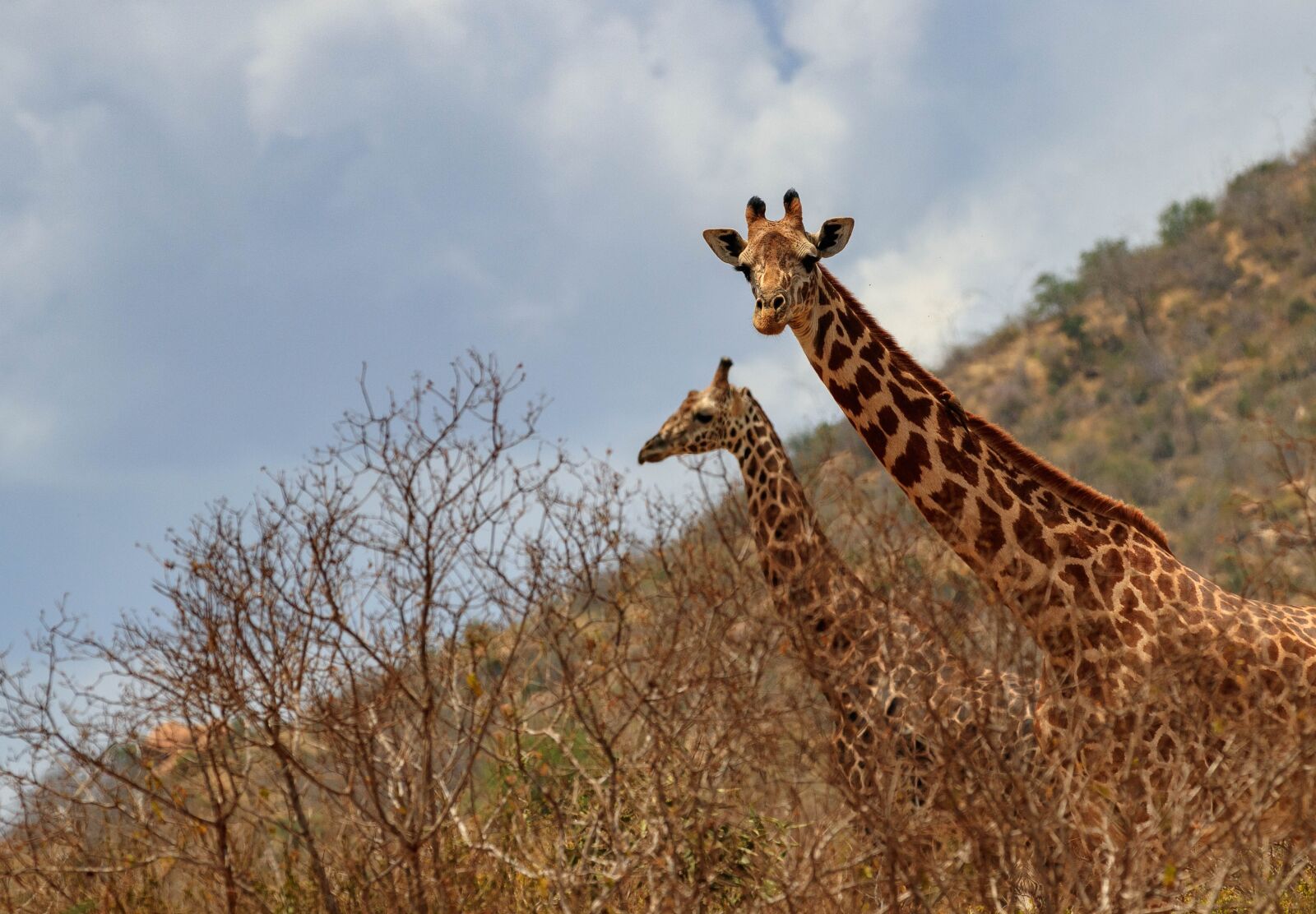 Canon EOS 80D sample photo. Giraffe, africa, kenya photography