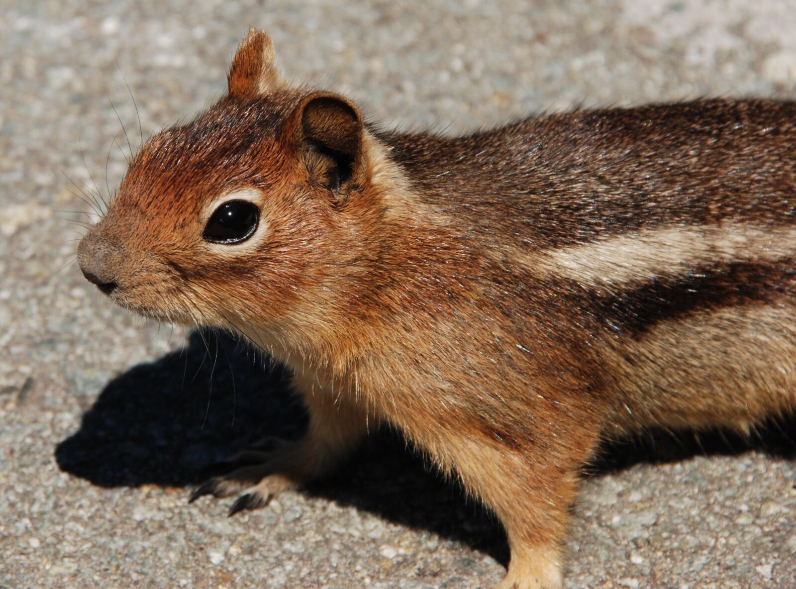 Nikon D80 sample photo. Squirrel, fauna, rodent photography