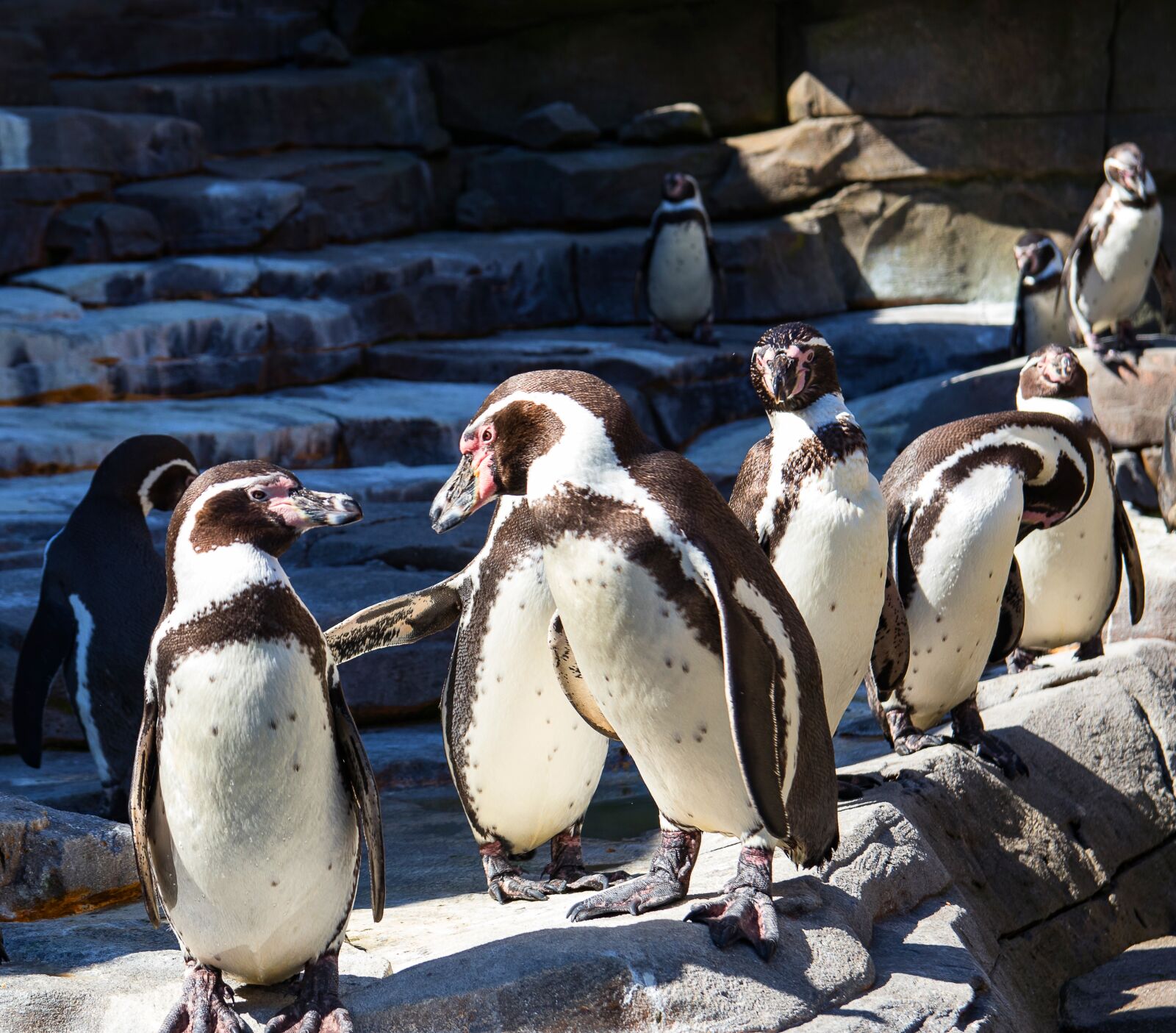 Canon EOS 80D sample photo. Humboldt penguin, penguin, bird photography