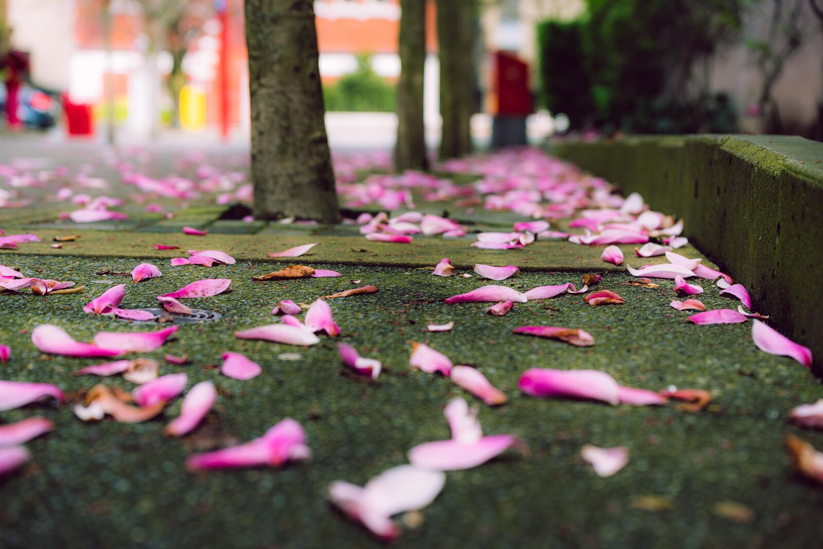 Nikon D750 sample photo. Lotus, petals, street photography