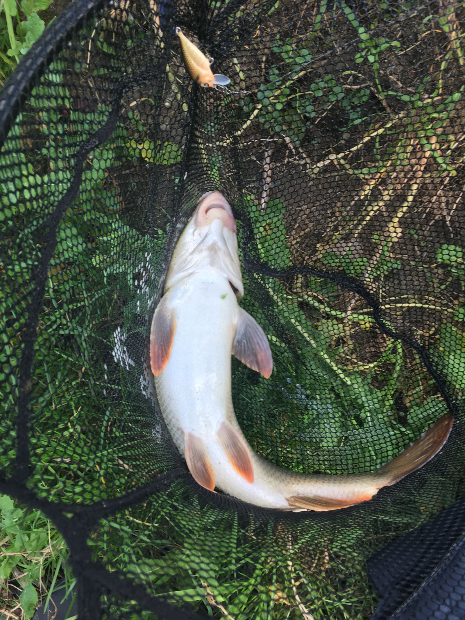 iPhone SE back camera 4.15mm f/2.2 sample photo. Fish, fishing, sea photography
