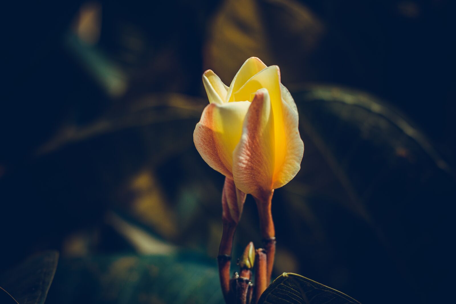 Canon EOS 700D (EOS Rebel T5i / EOS Kiss X7i) + Canon EF 50mm F1.8 STM sample photo. Plumeria, flower, thailand photography