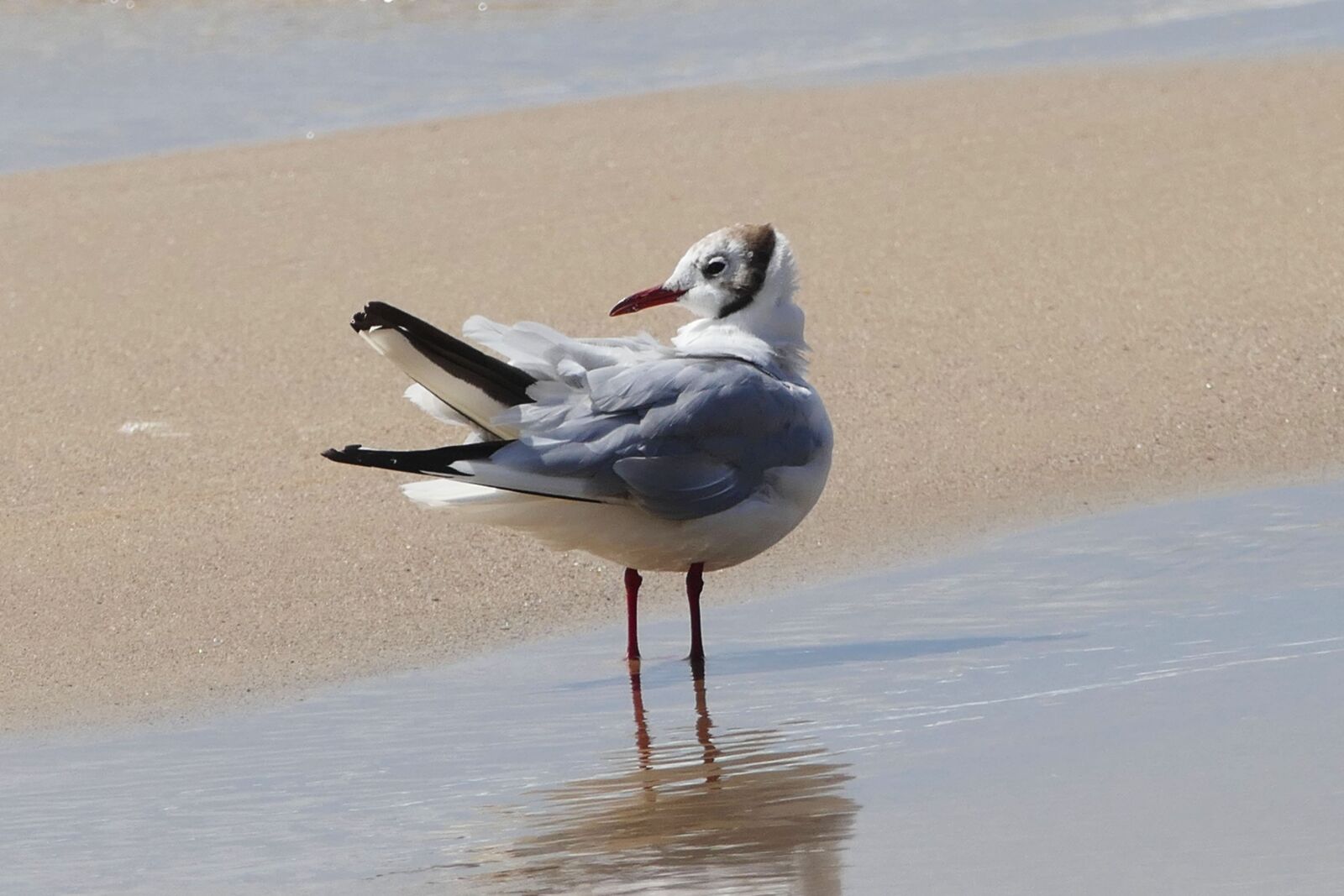 Panasonic Lumix DMC-FZ1000 sample photo. Seagull, bird, animal photography