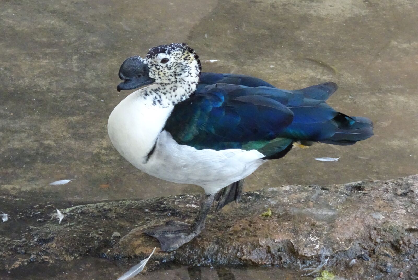 Sony Cyber-shot DSC-HX90V sample photo. Duck, bird, knob-billed duck photography