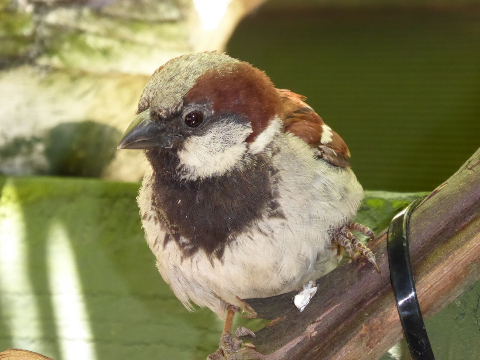 Panasonic Lumix DMC-ZS50 (Lumix DMC-TZ70) sample photo. Sparrow, looking, for photography