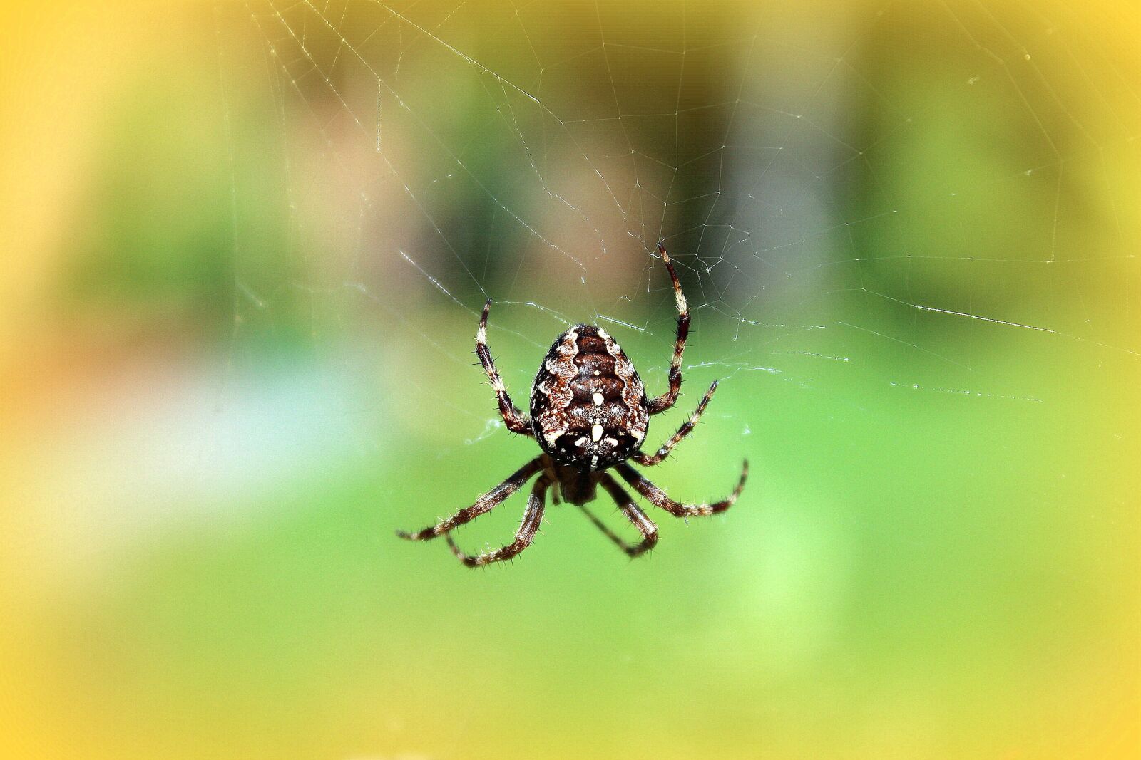 Canon EOS 1200D (EOS Rebel T5 / EOS Kiss X70 / EOS Hi) sample photo. Spider, cobweb, araneus photography
