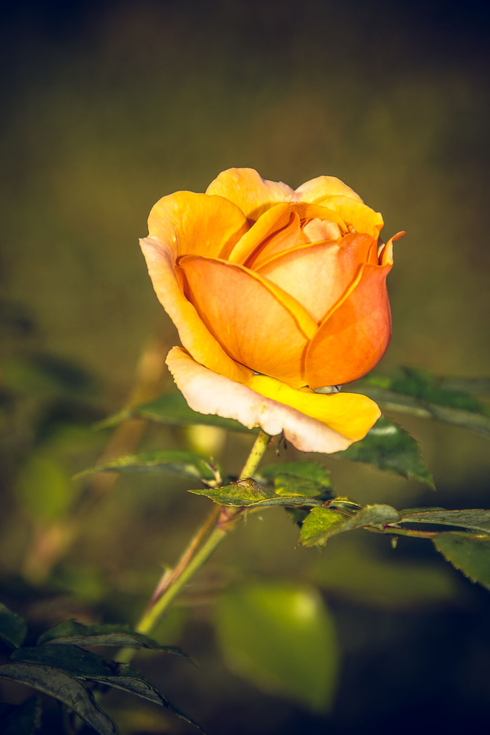 Sony ILCA-77M2 sample photo. Rose, blossom, bloom photography