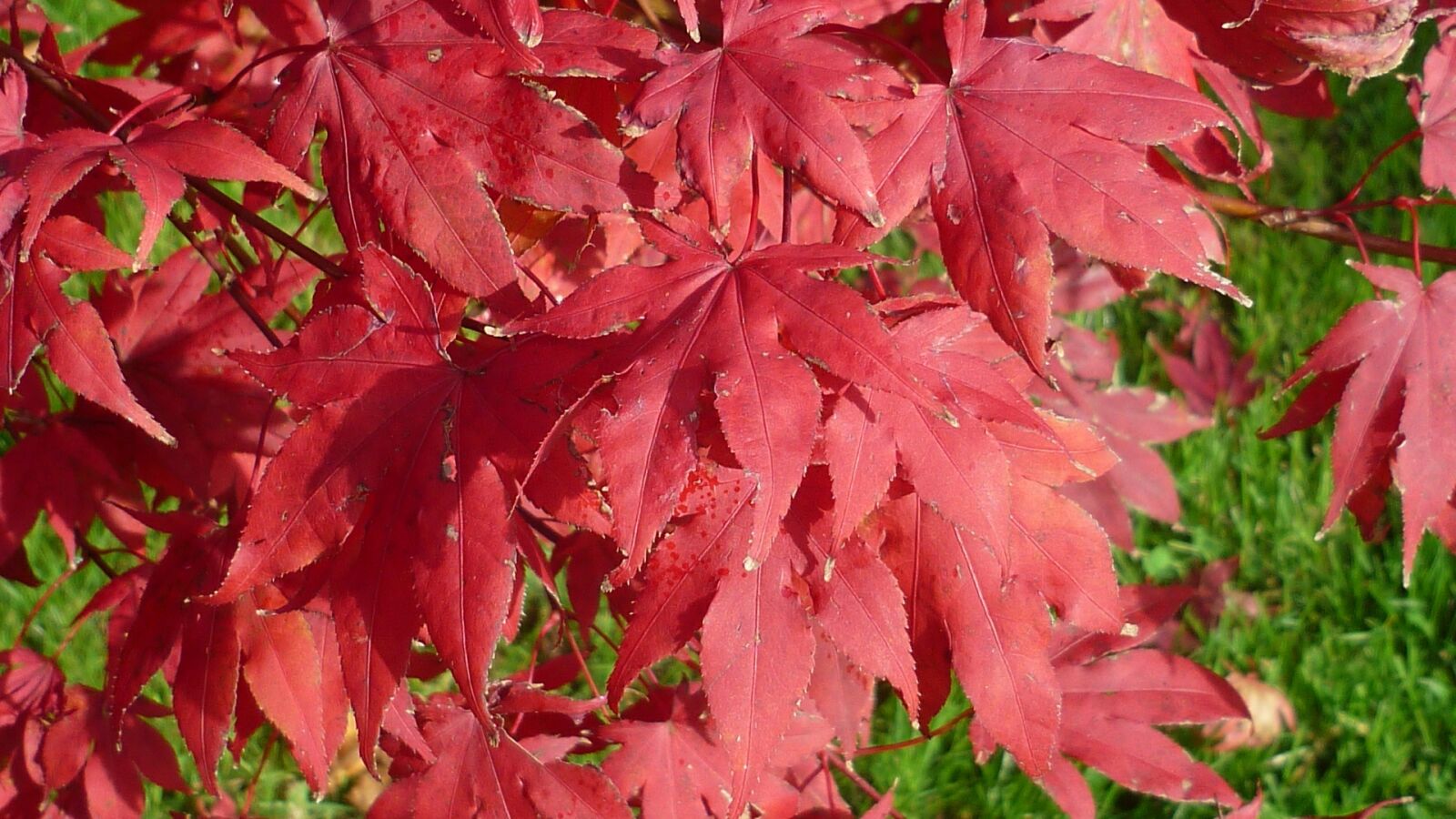 Panasonic Lumix DMC-FS6 sample photo. Red october, red, leaves photography