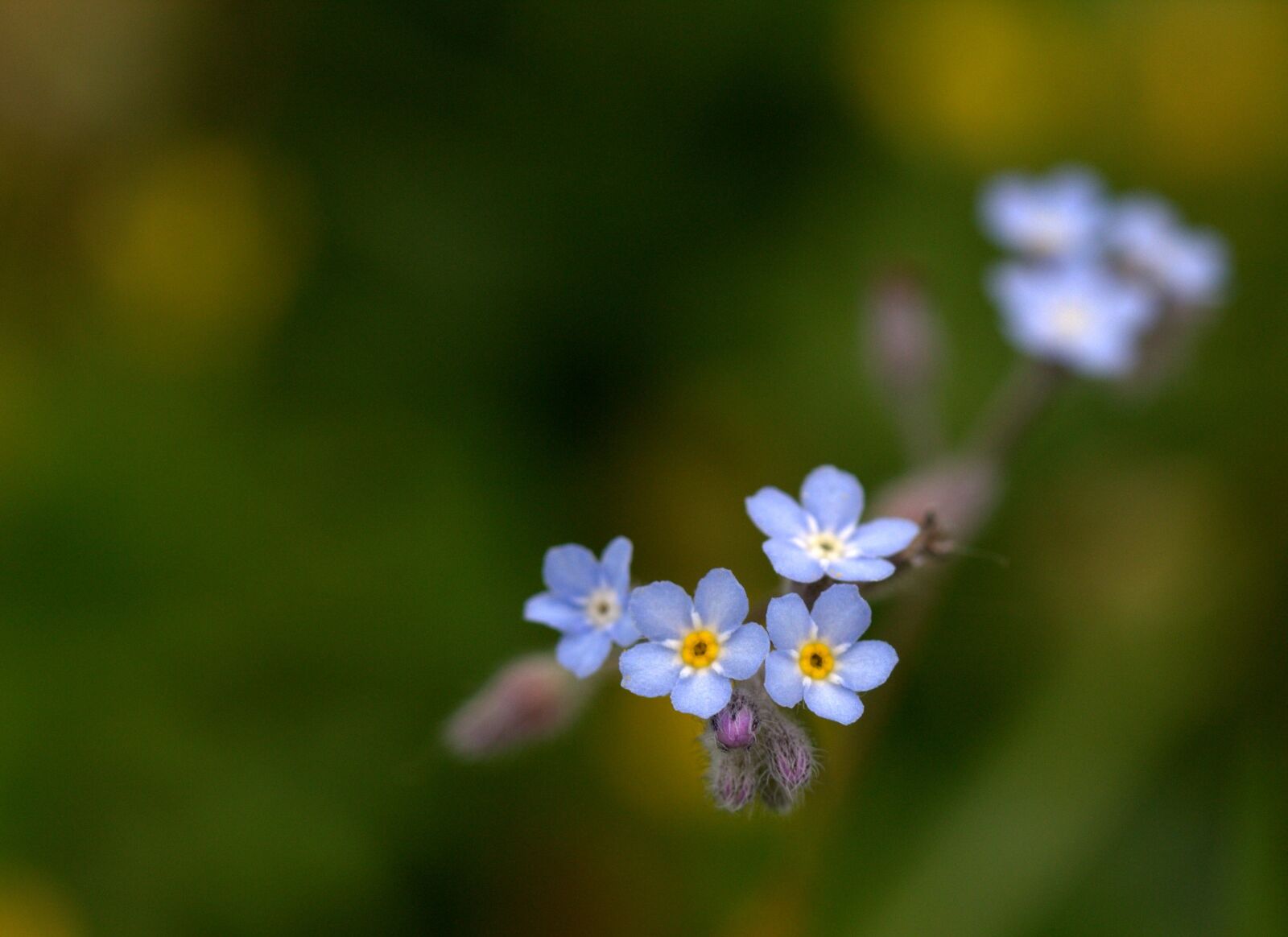 Canon EF-S 60mm F2.8 Macro USM sample photo. Cornflower, flower, blue photography
