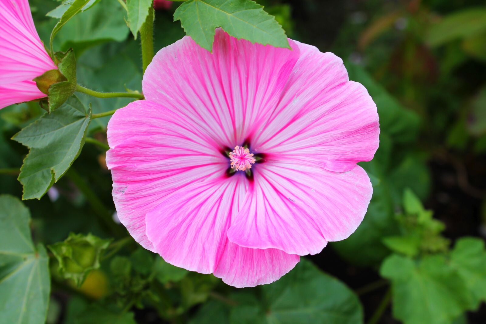 Canon EOS 1100D (EOS Rebel T3 / EOS Kiss X50) sample photo. Hollyhock flower, mallow, flower photography