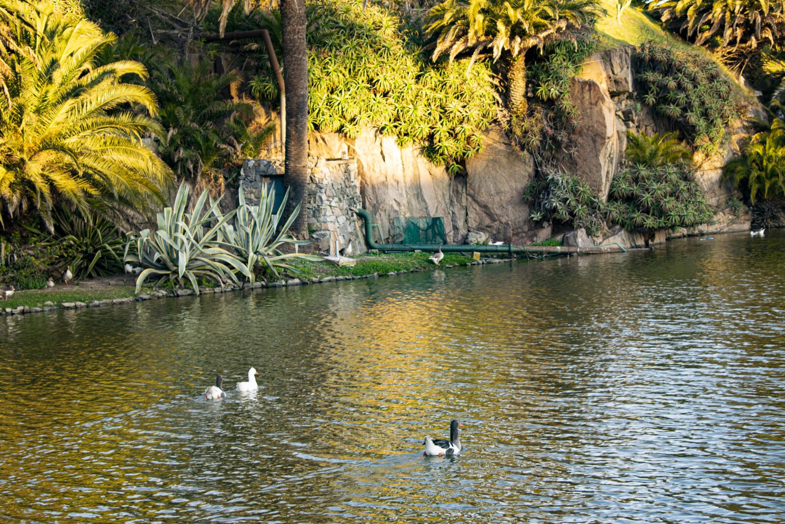 Nikon D5300 sample photo. Lake, ducks, water photography