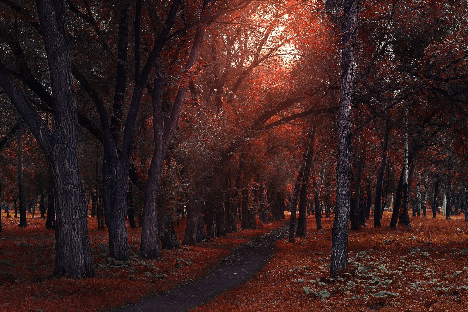 Canon EOS-1D Mark II sample photo. Tree, autumn, wood photography