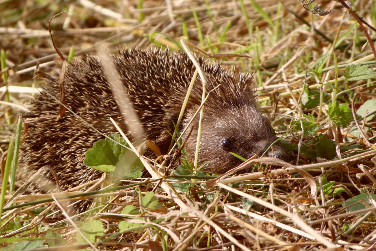 Samsung WB1100F/WB1101F/WB1102F sample photo. Hedgehog, animal, spice photography