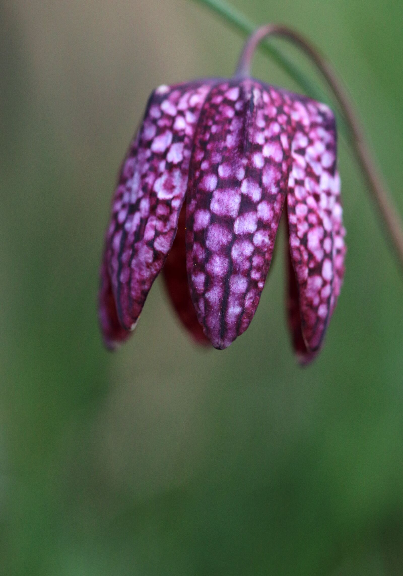 Canon EOS 80D sample photo. Snake's head fritillary, flower photography