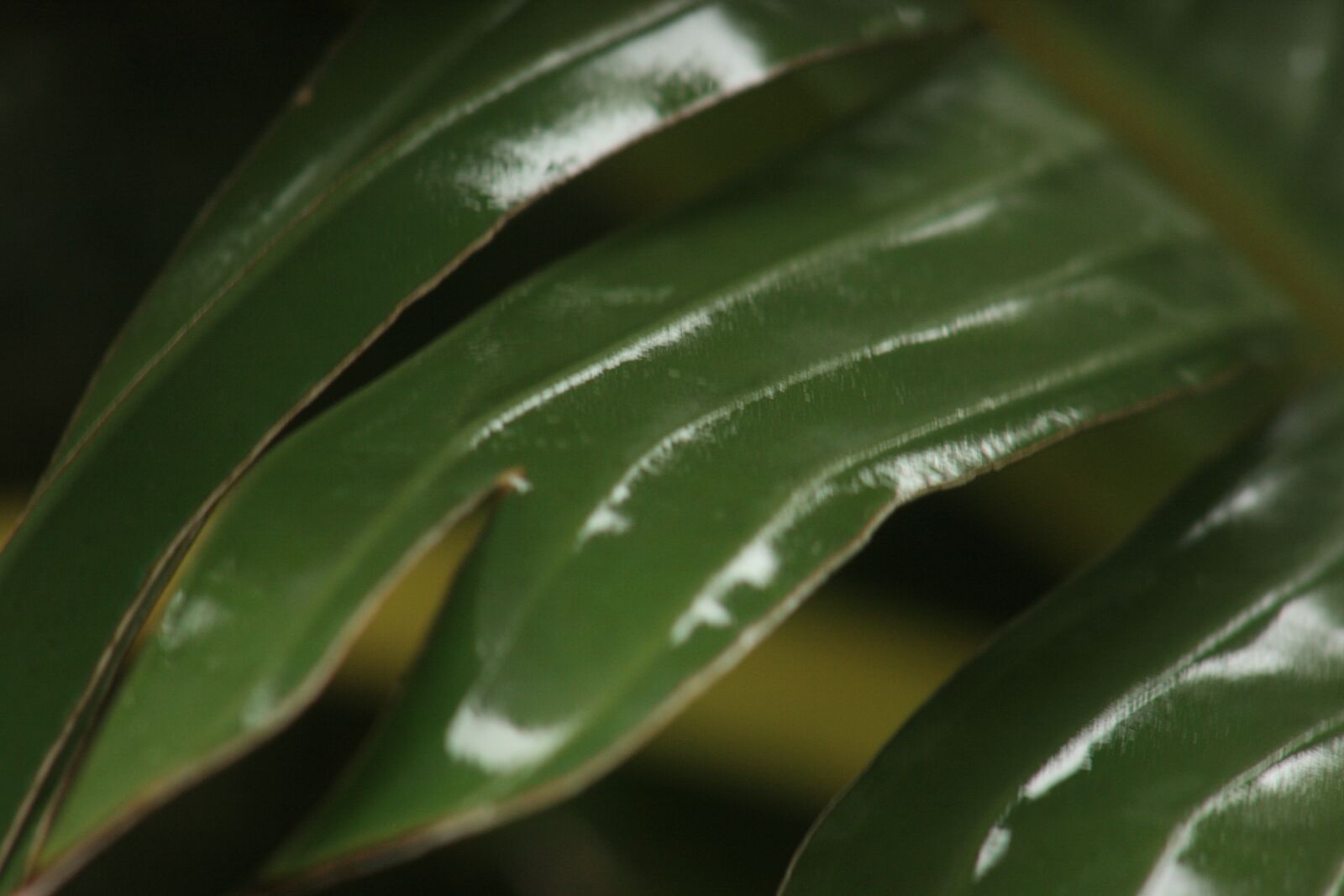 Canon EOS 400D (EOS Digital Rebel XTi / EOS Kiss Digital X) sample photo. Glossy, leaf, nature photography